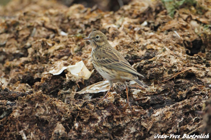 Pipit farlouse.jpg